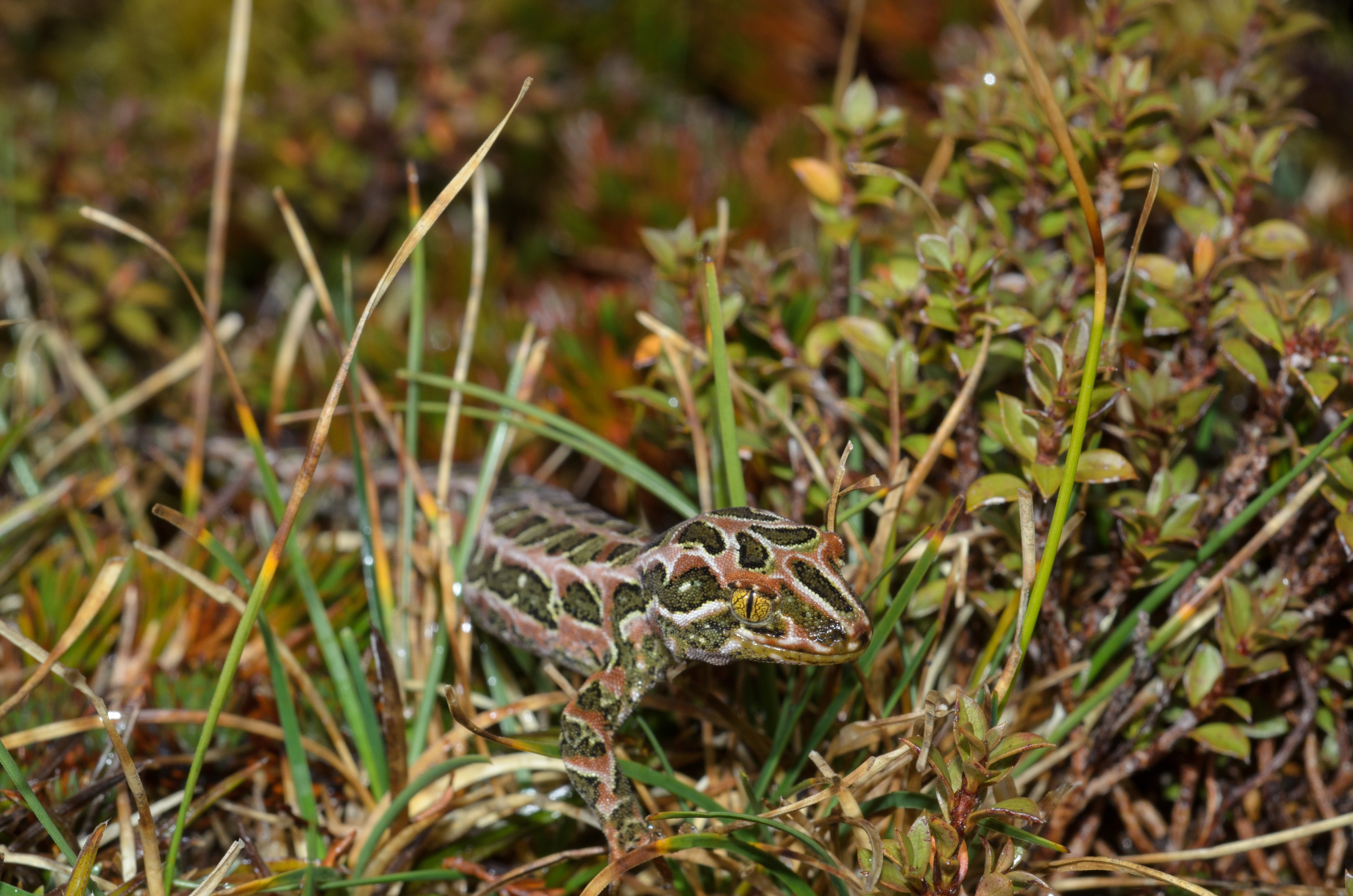 DSC_2931 – Adventure, Crispin, Hoplodactylus, Island, March 2017, National Park, New, New Zealand, Rakiura, South, Stewart, Tukutuku rakiurae, Zealand, amazing, gecko, harlequin gecko, rare, stunning
